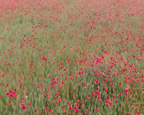 福州唯一免费的寺庙,还阴债：打胎的人怎样还阴债阴债还,道家还阴债疏文填写
